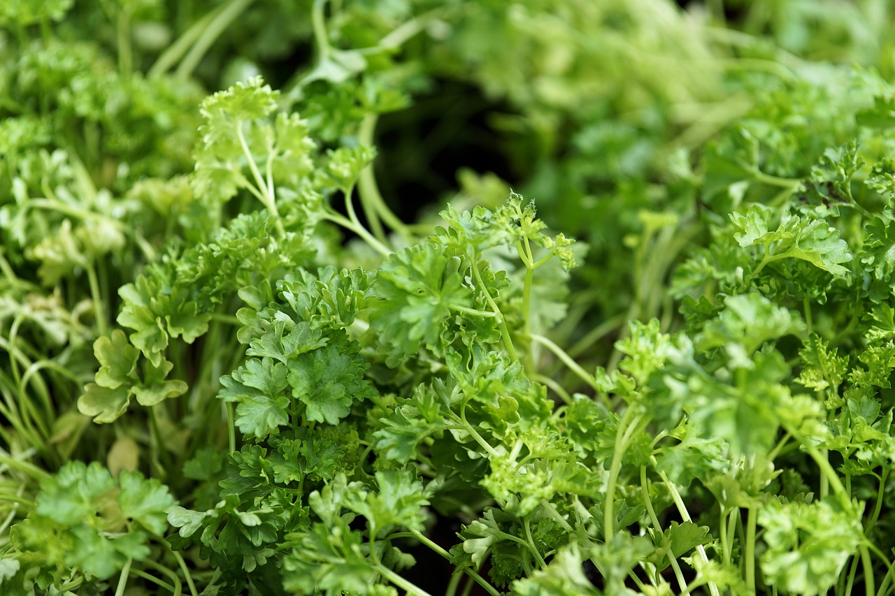 Image - parsley plant spice herbs