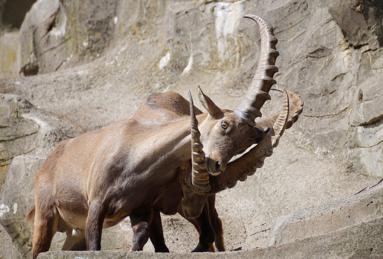 Image - ibex male horned mammal nature