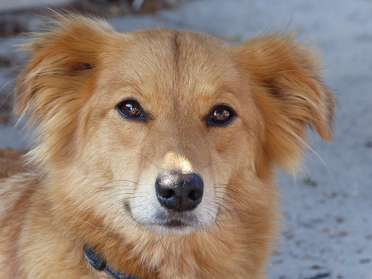 Image - dog dogs pet sweet nature animal