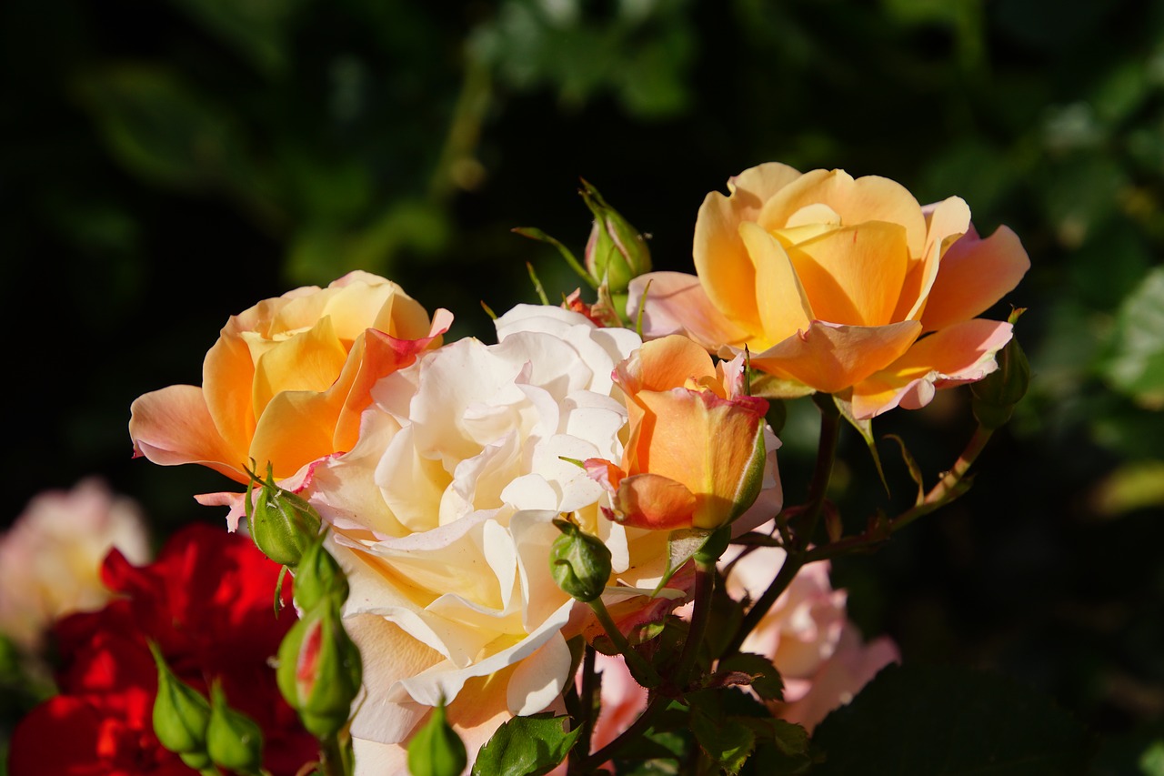 Image - rose blossom bloom close rosaceae