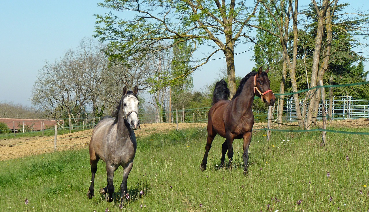 Image - horse pure arab blood arabic nature