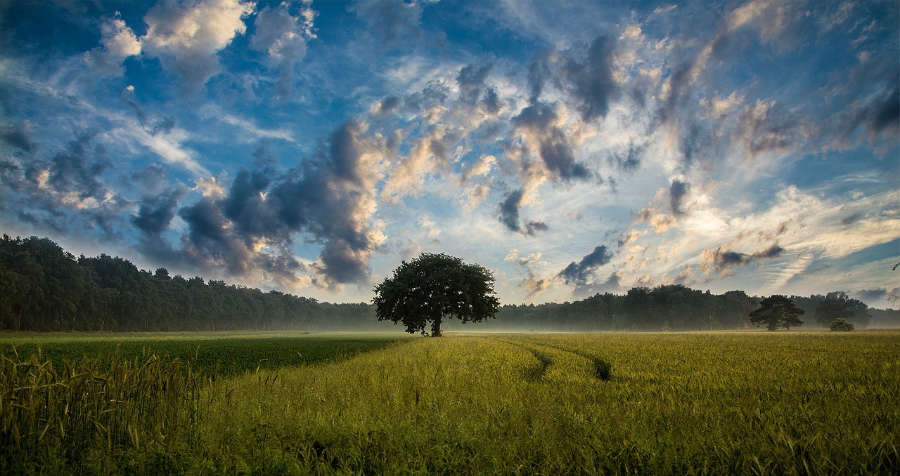 Image - tree field cornfield nature