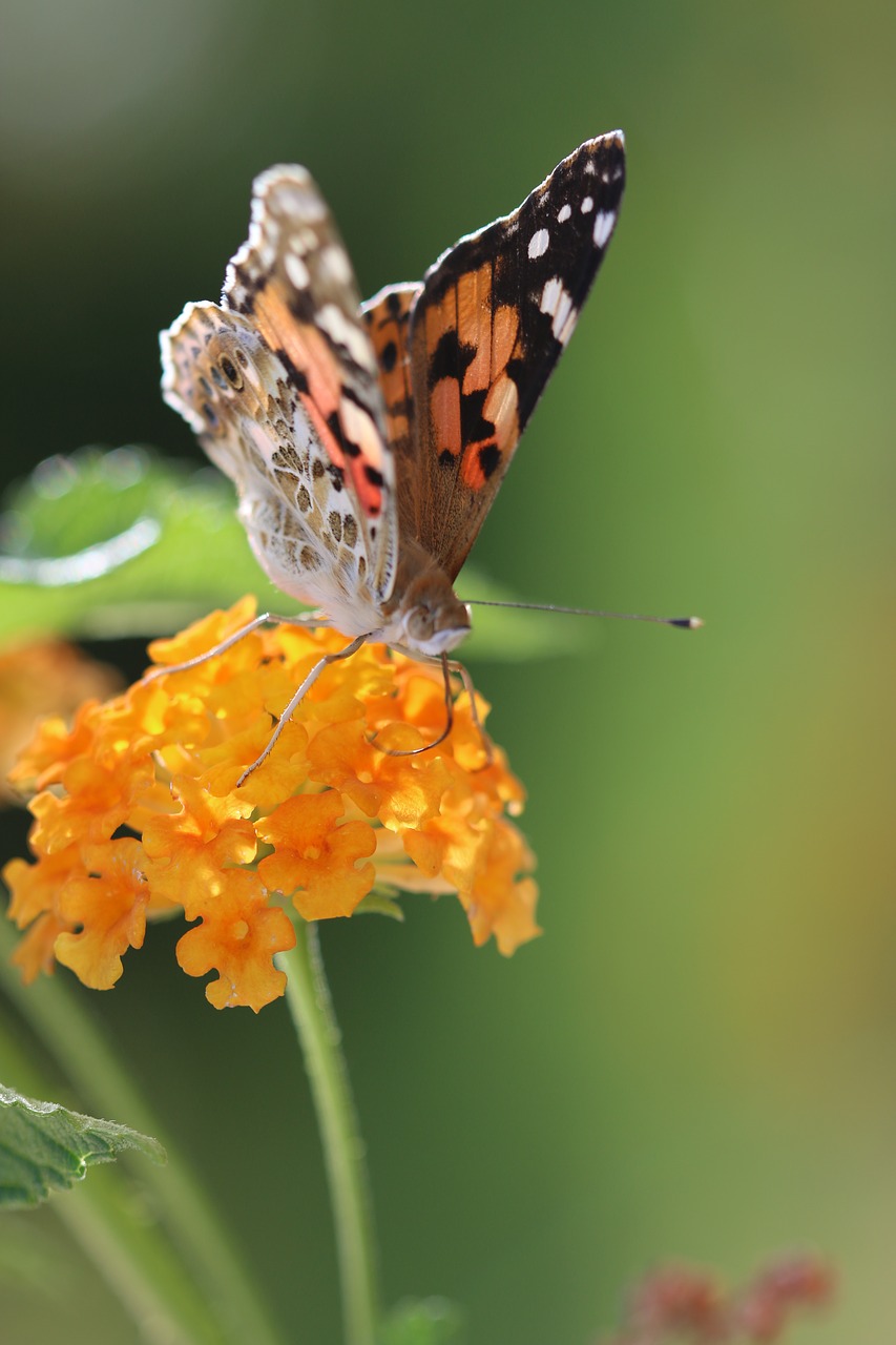 Image - butterfly macro close green field