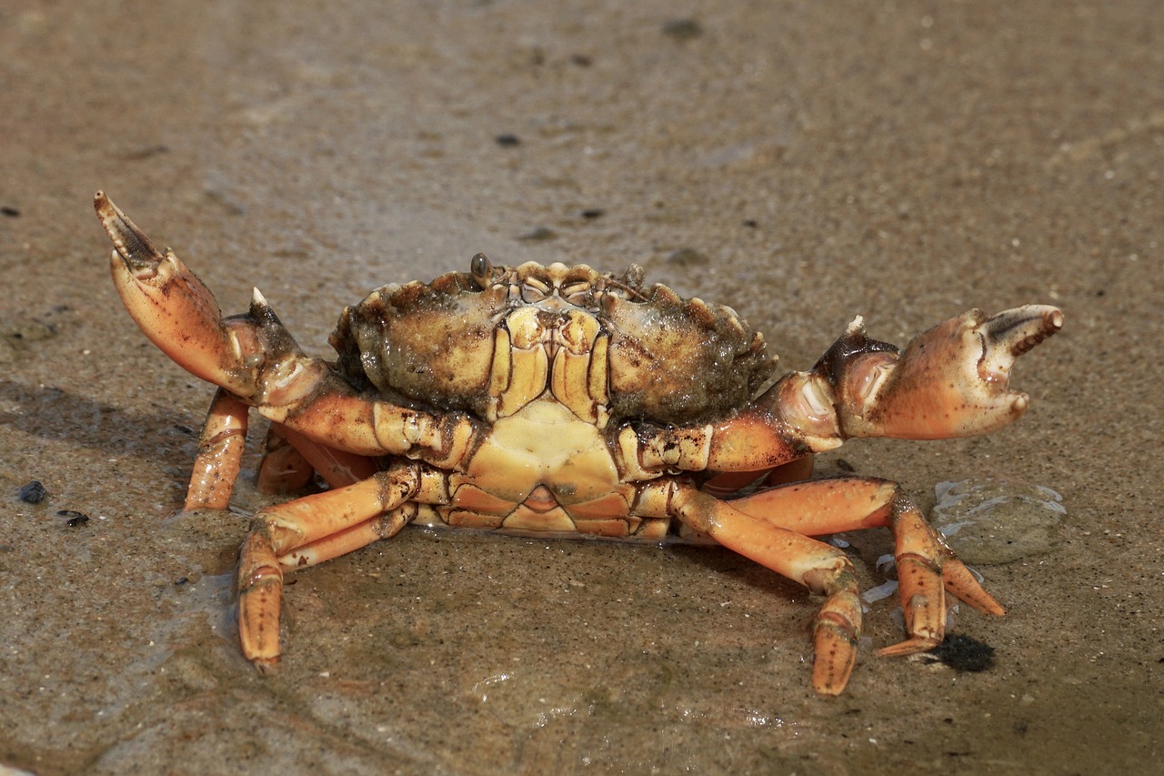 Image - cancer crab shellfish beach pliers