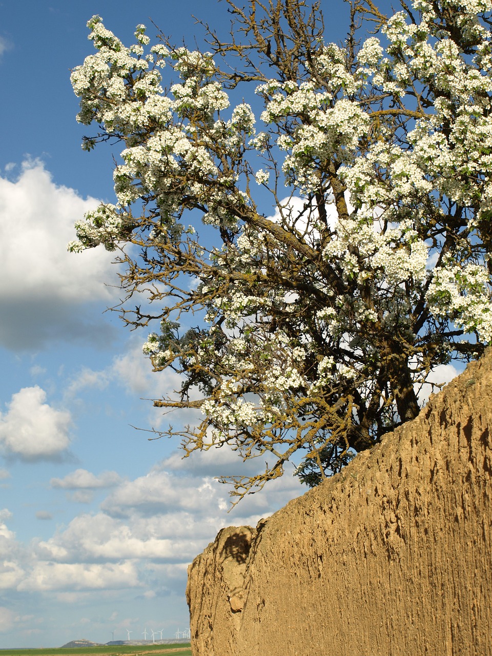 Image - spring mud flower rustic plants