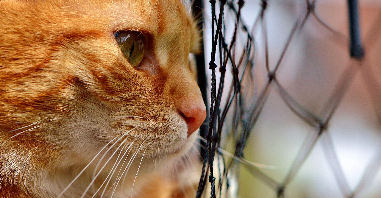 Image - cat mackerel longing network wait