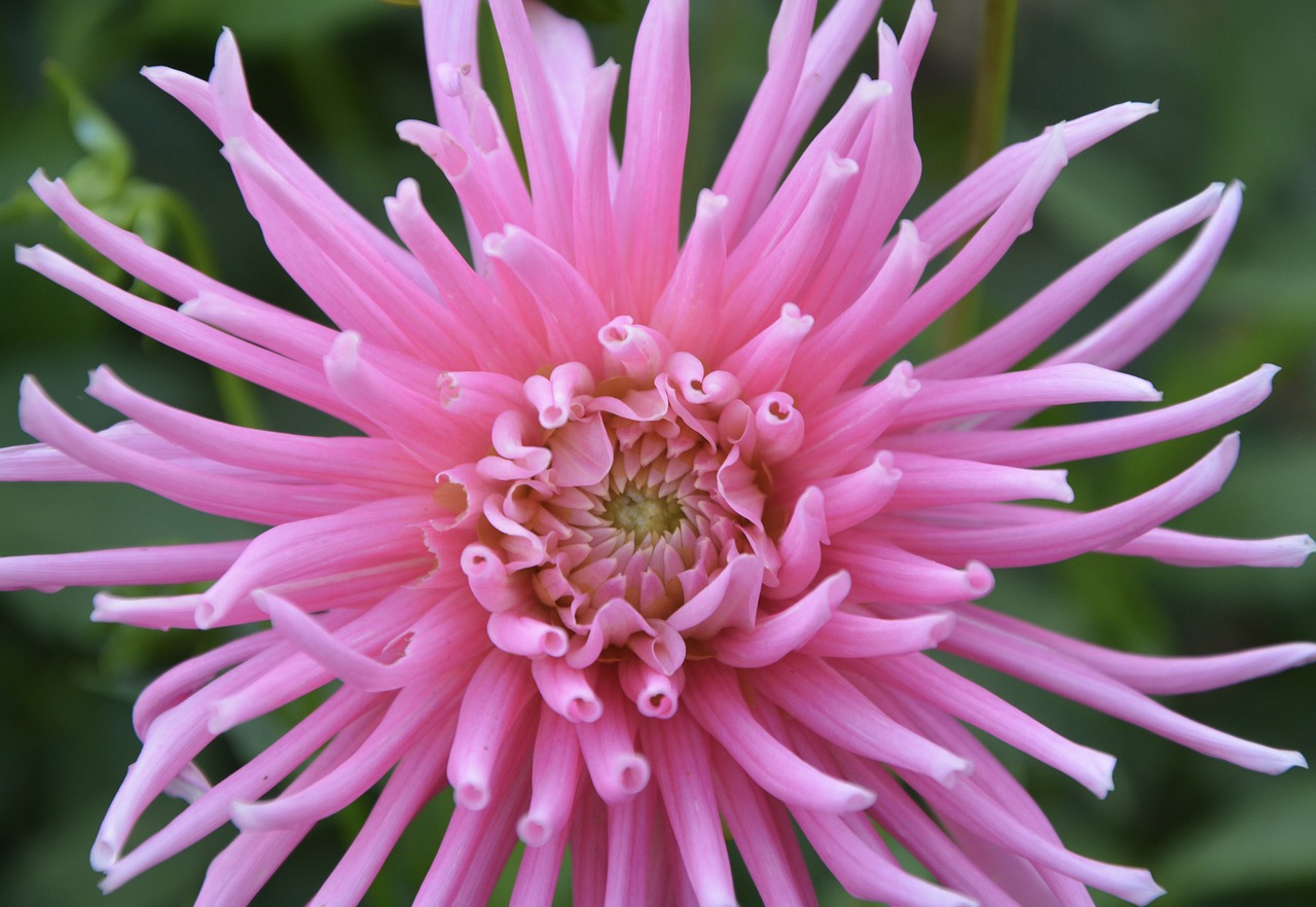 Image - pink flower pretty garden massif