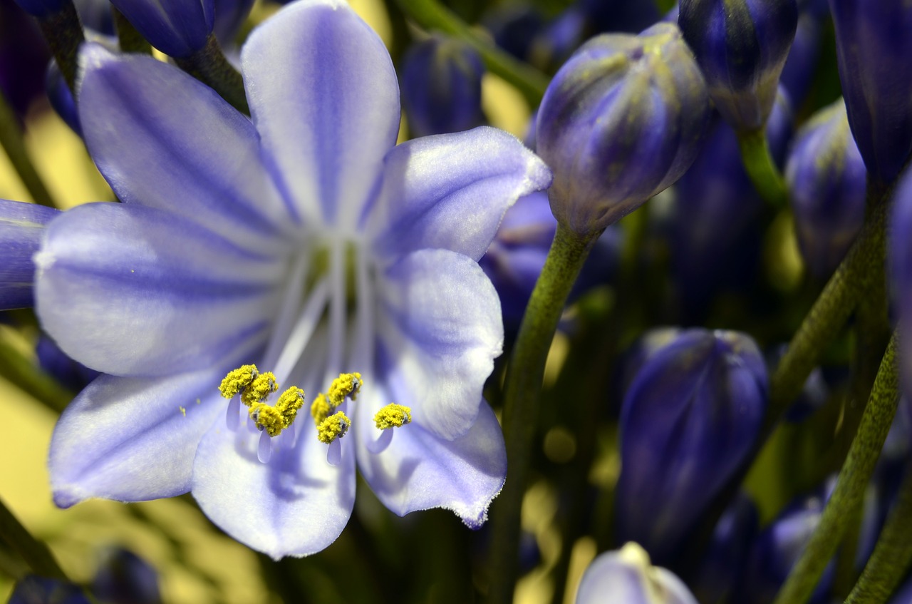 Image - agapanthus blossom bloom blue