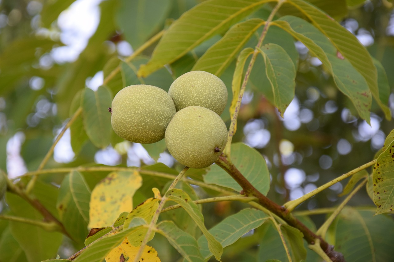 Image - leaves fruit plant walnuts dice