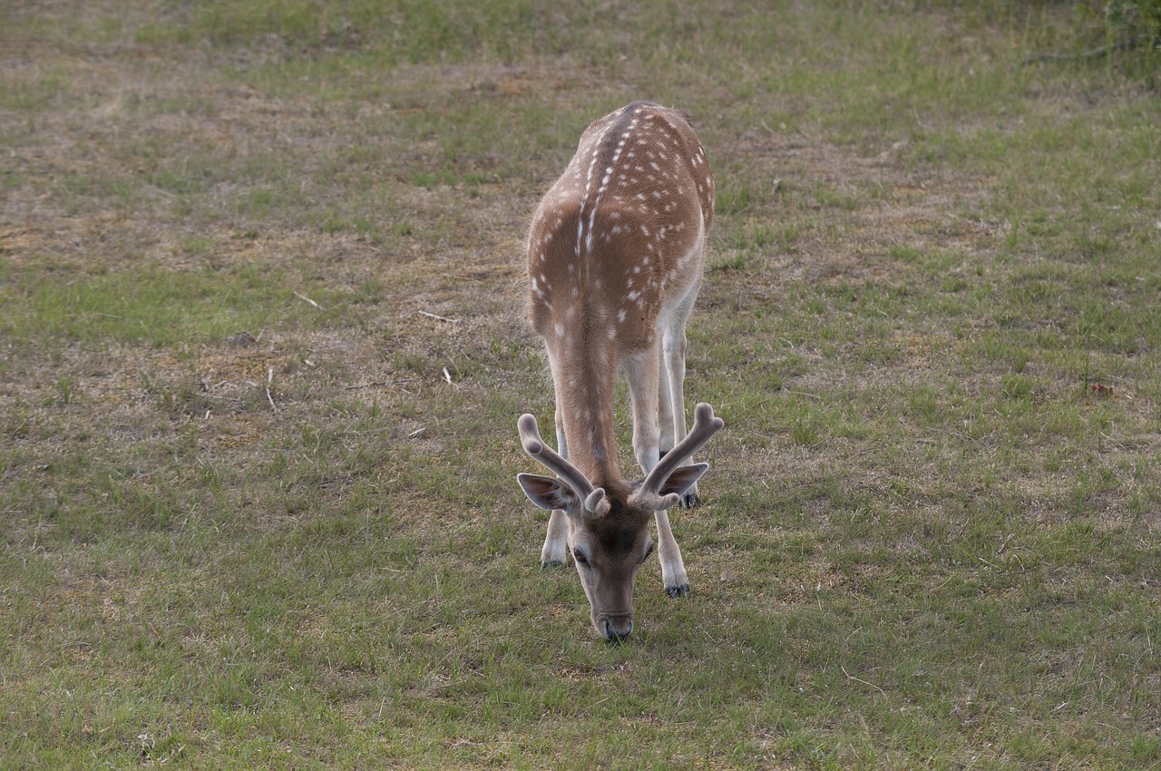 Image - deer antlers browser nature dune