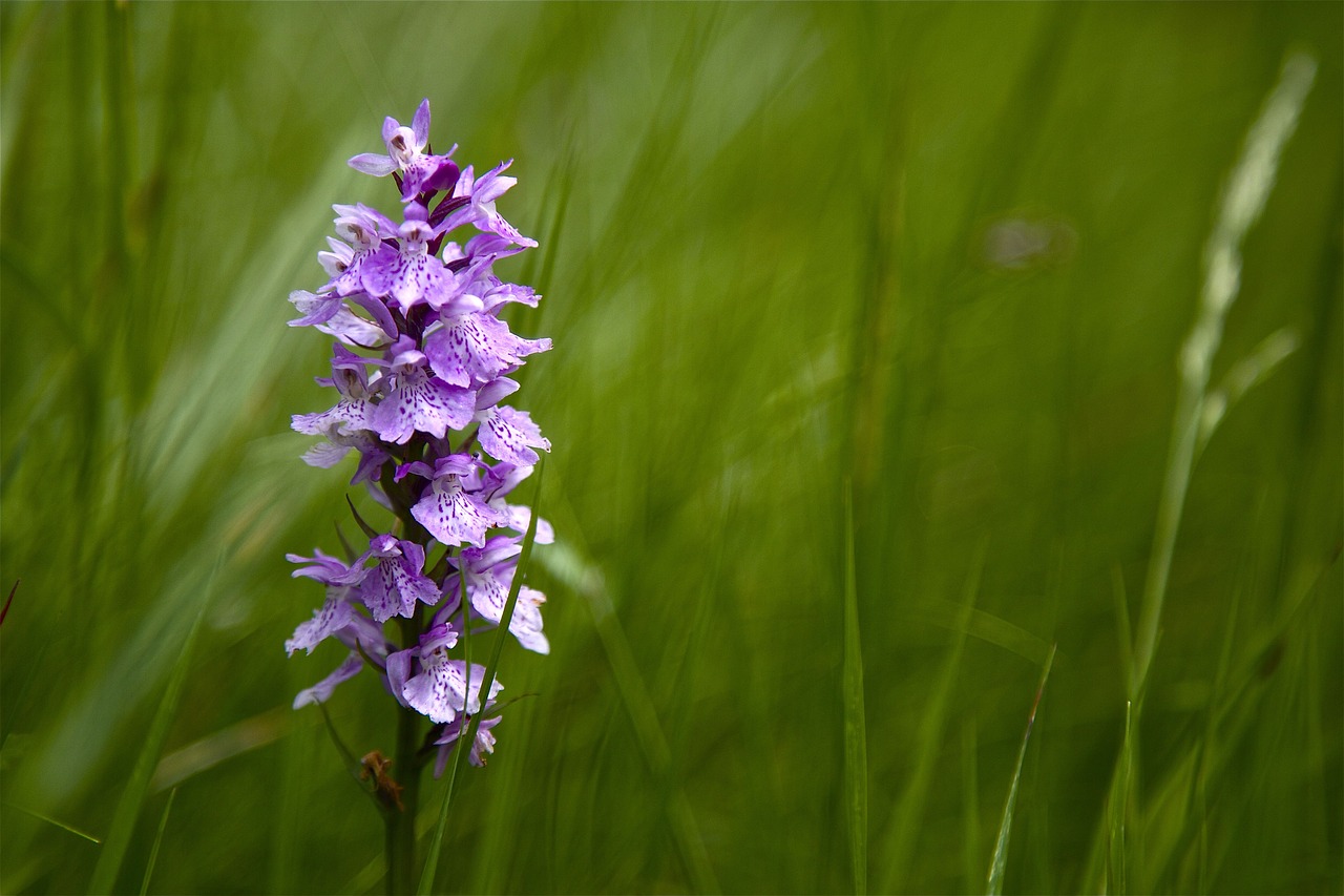 Image - flower prato nature wild flower