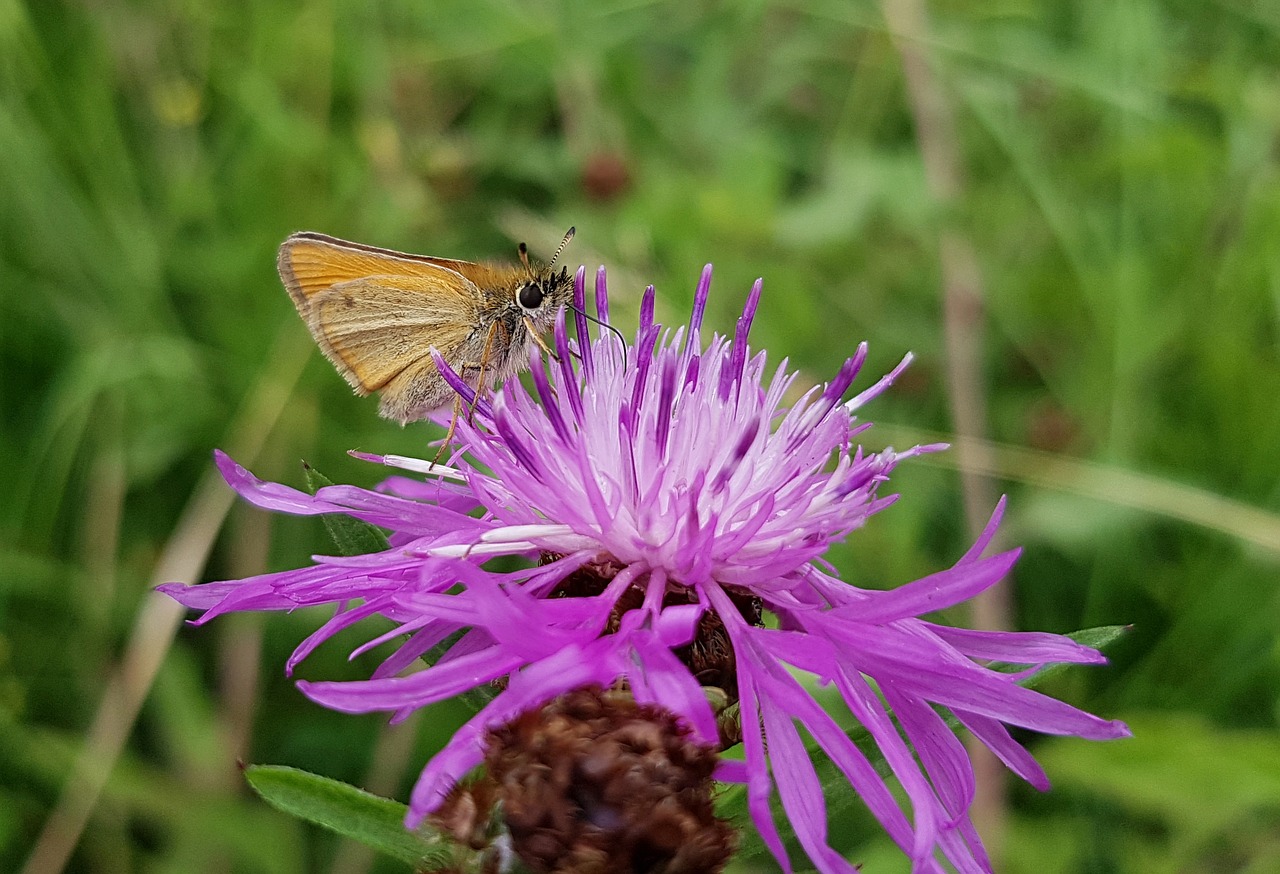 Image - butterfly small skipper skipper