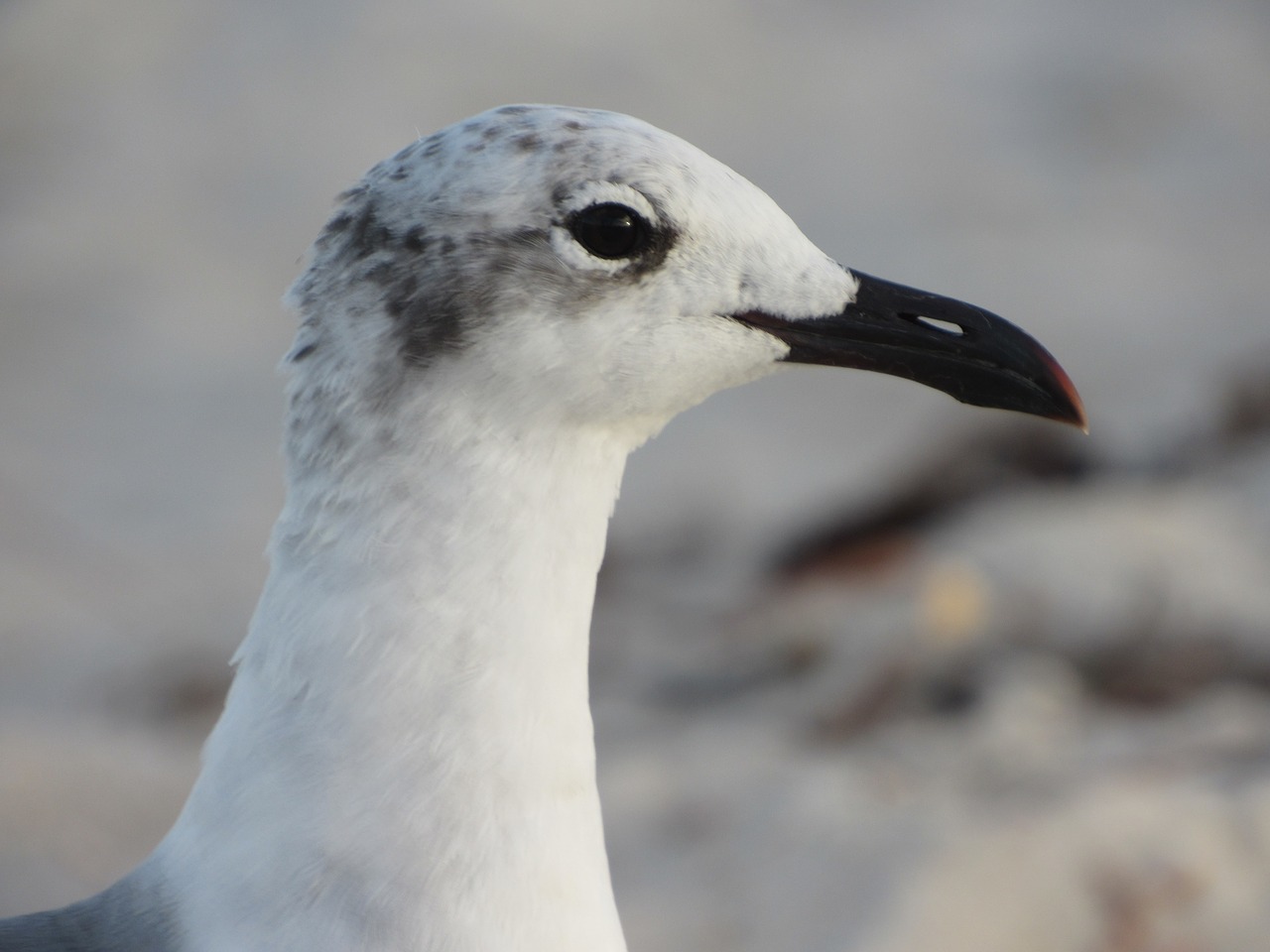 Image - seagull white bird avian