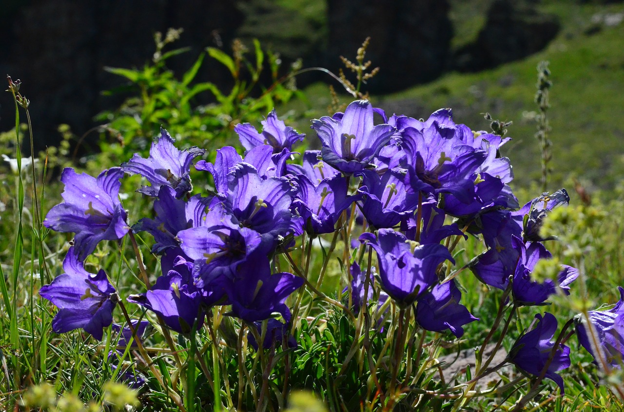 Image - nature flower plant spring flowers