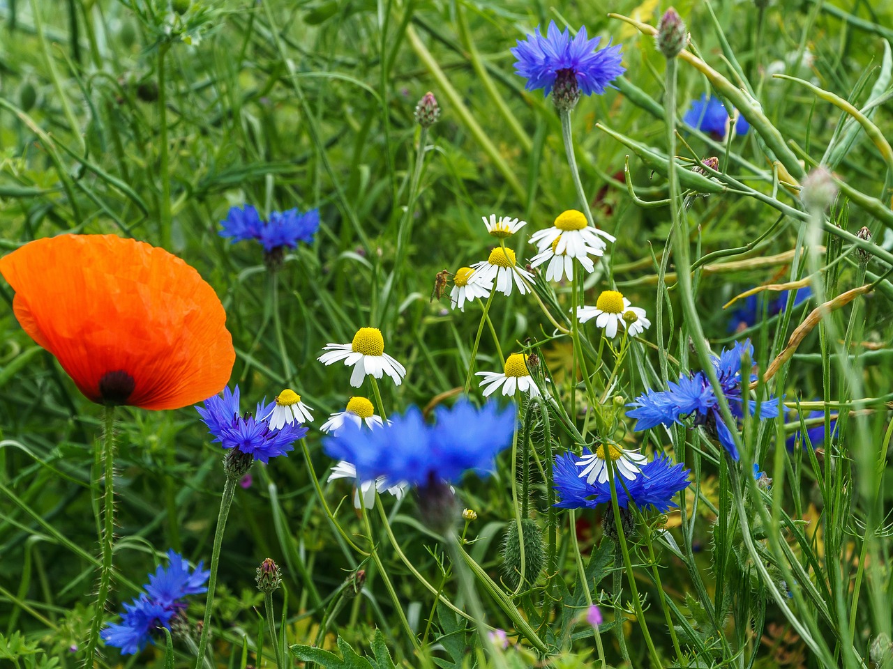 Image - poppy balm cornflower grass red