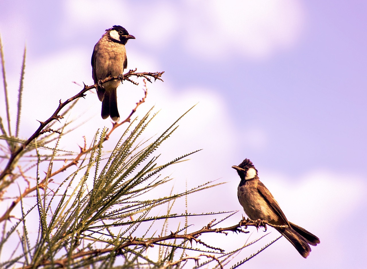 Image - birds branch summer animal nature
