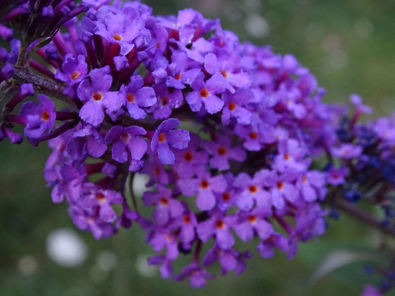 Image - summer lilac buddleja davidii lilac