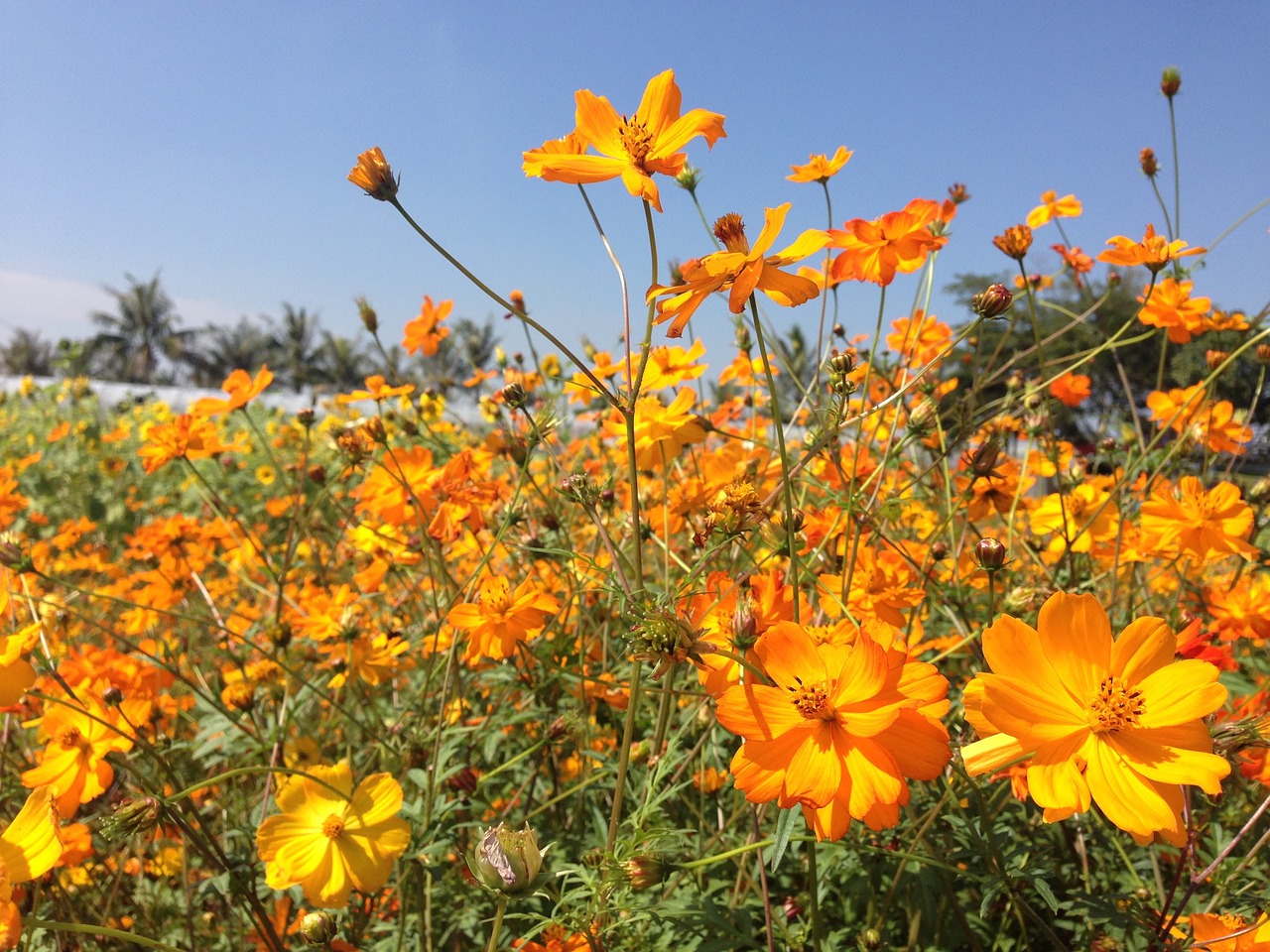 Image - plant flower orange summer