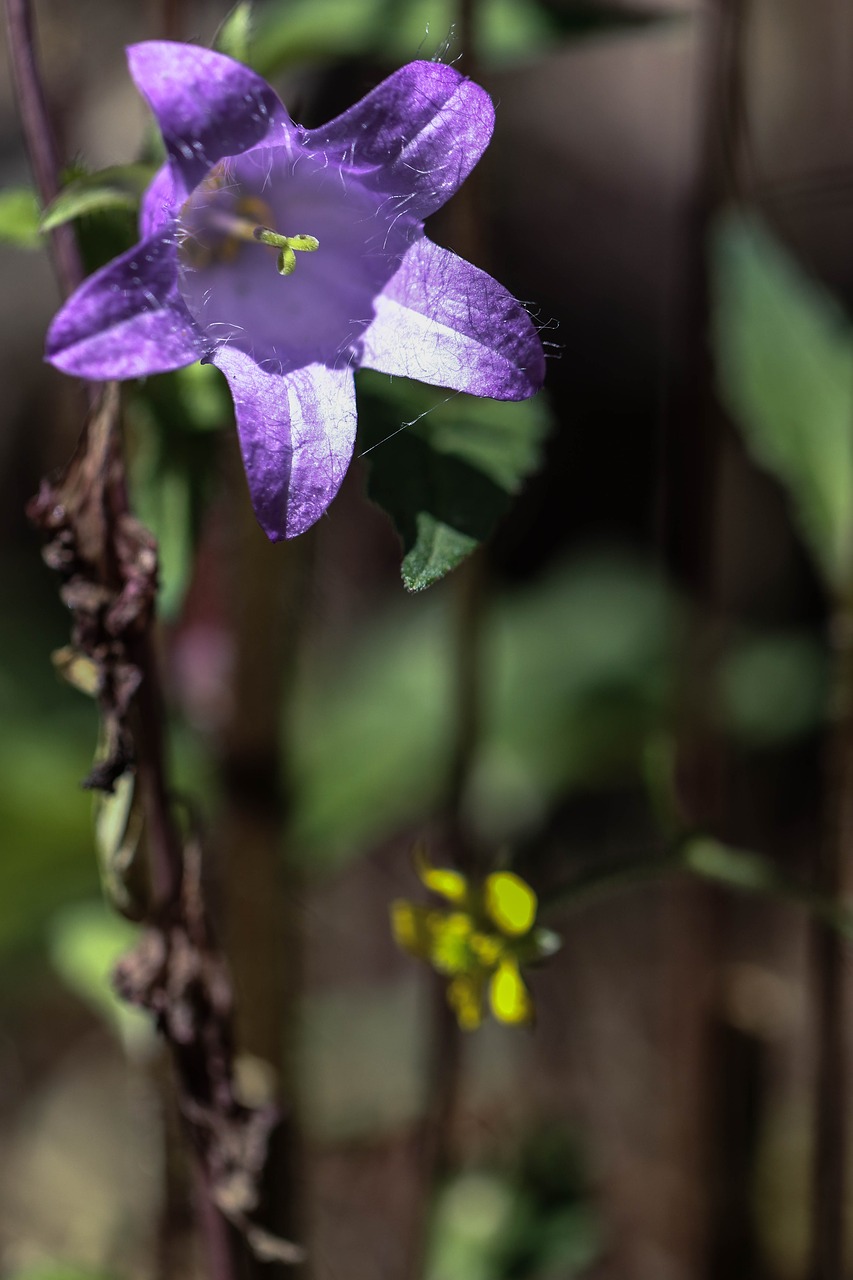 Image - bluebell wild flowers summer flower