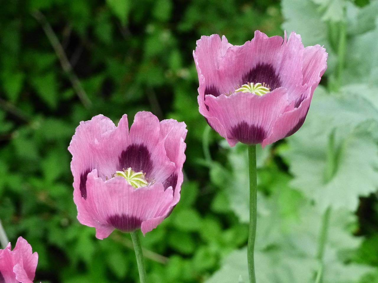 Image - poppy pink flowers summer garden