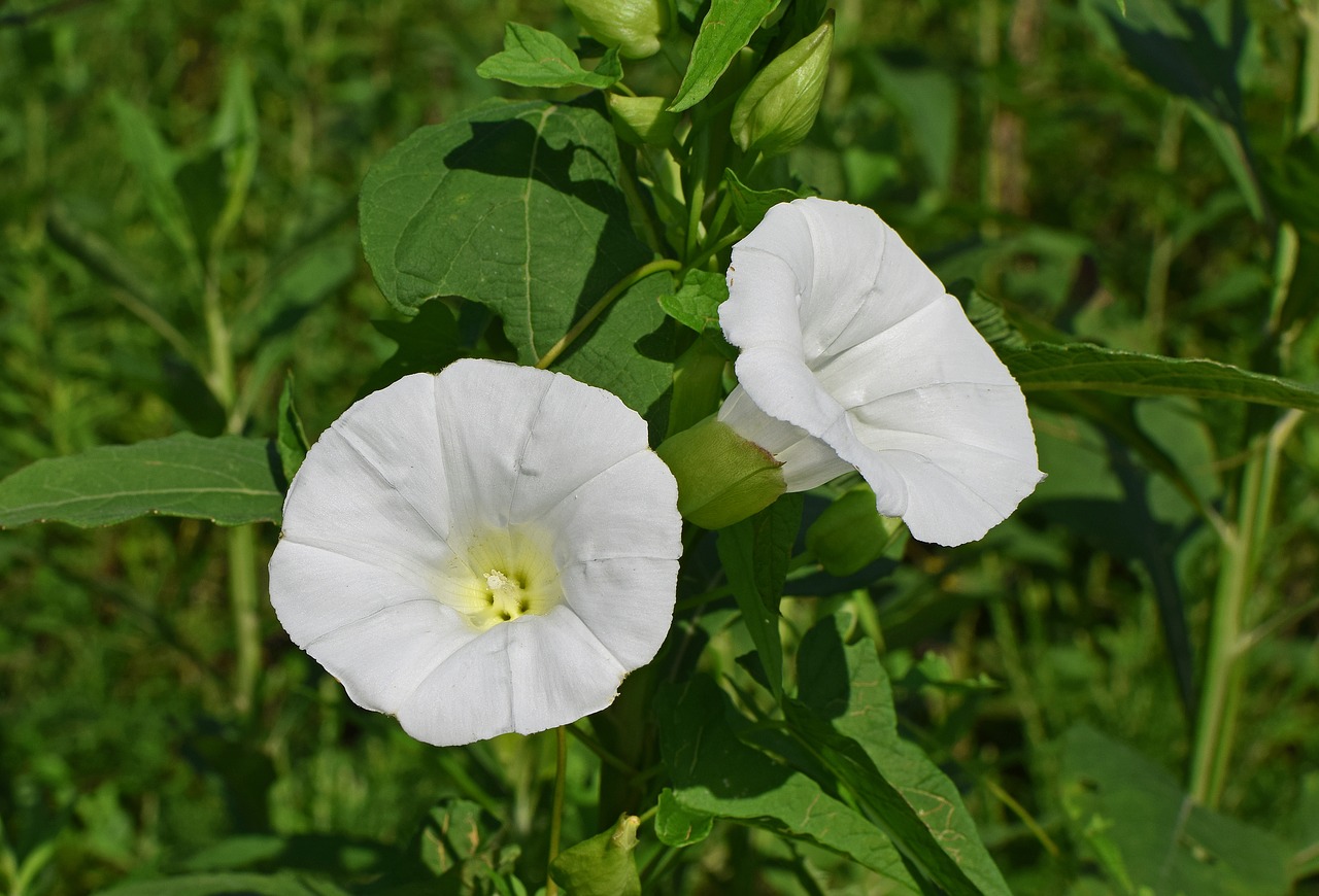 Image - morning glory wildflower flower