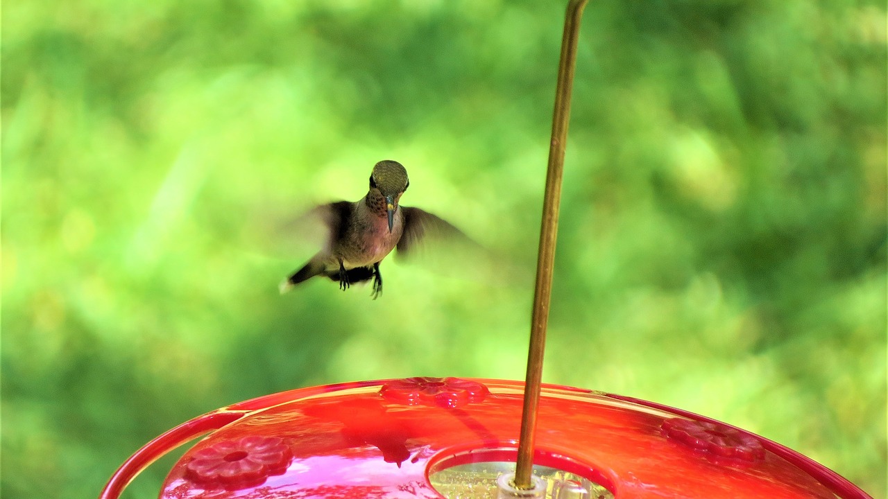 Image - bird in flight humming bird