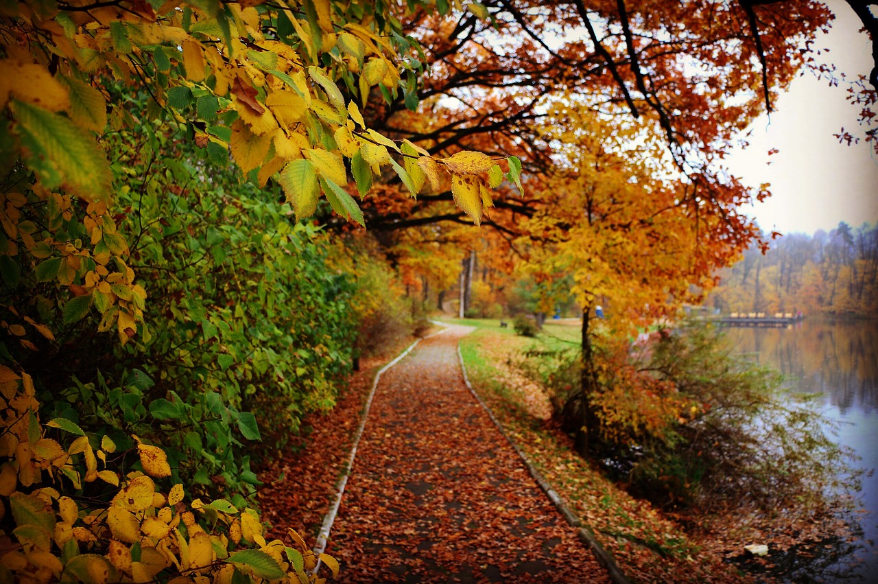 Image - autumn leaves autumn leaf