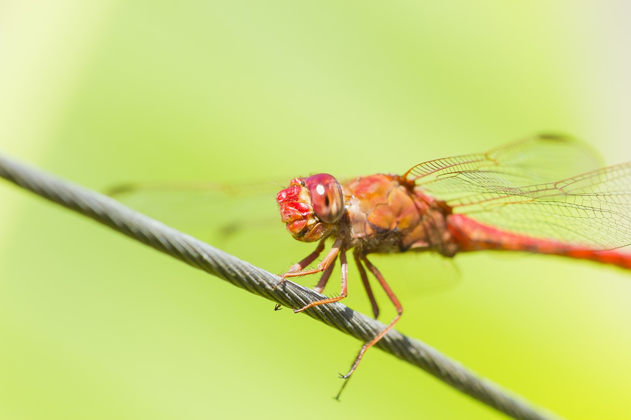 Image - dragonfly insect nature wings
