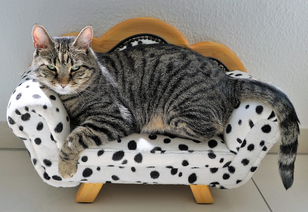 Image - cat tiger sofa dalmatians dog