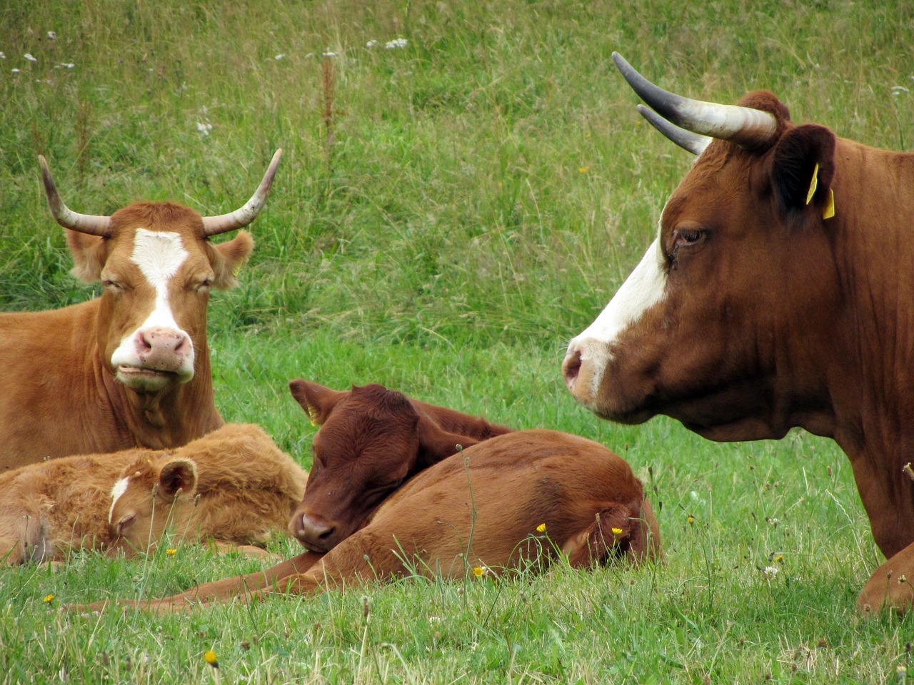 Image - cow farm land agriculture grass