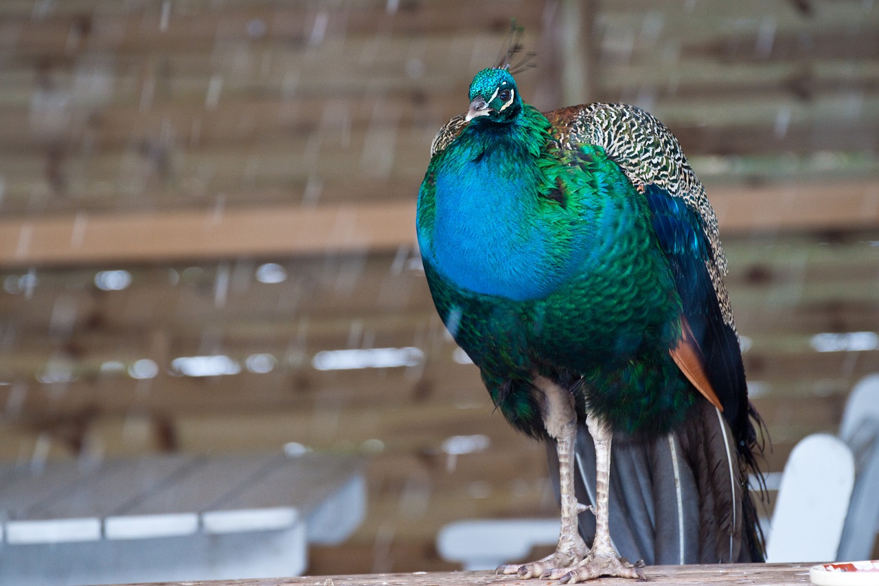 Image - bird vasarn pheasant colorful