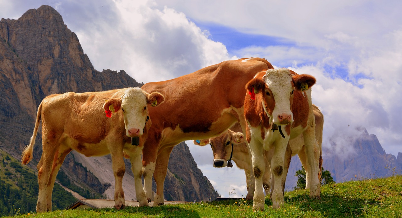 Image - cows dolomites prato tranquility