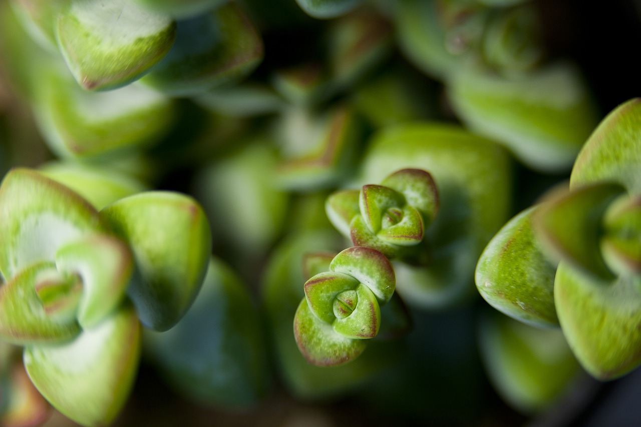 Image - flower plants potted plant