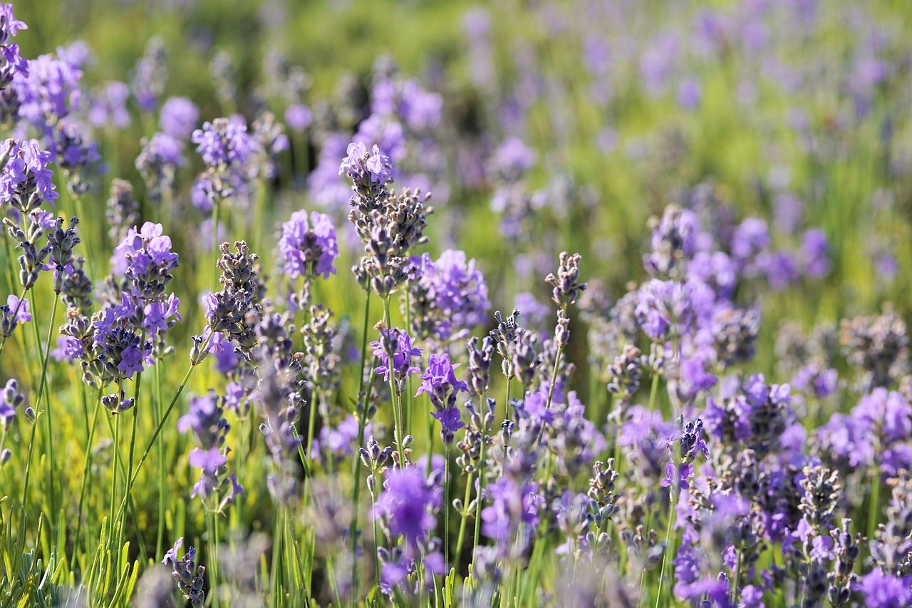 Image - lavender flower blossom bloom