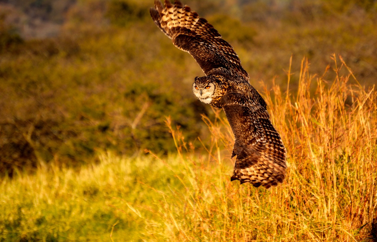 Image - owl bird wildlife flying landscape