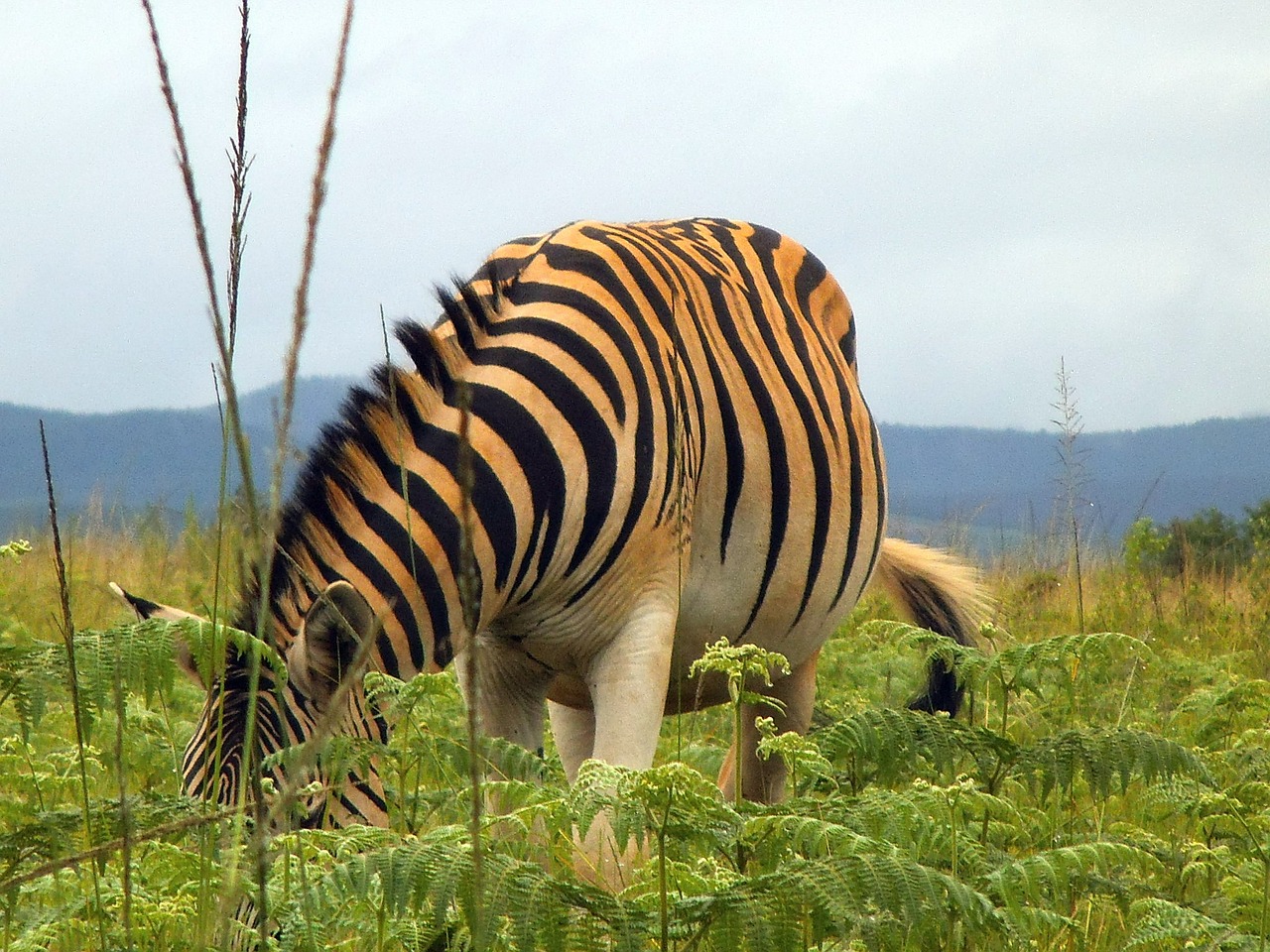 Image - zebra nature animal swaziland