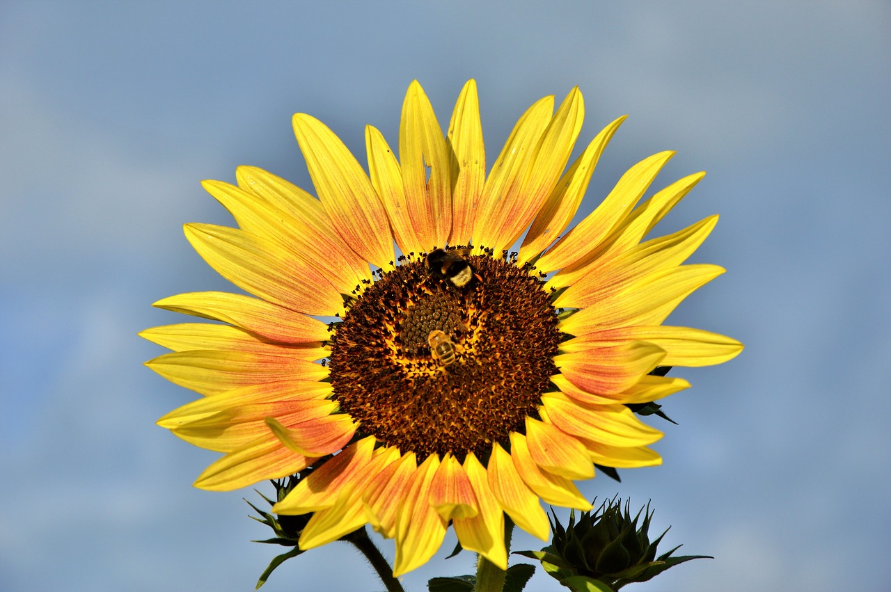 Image - sun flower hummel plant