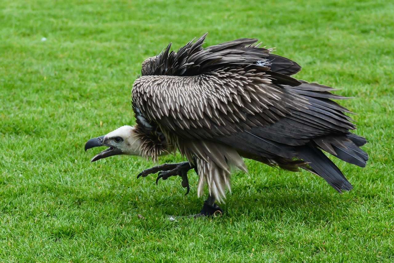 Image - vulture bird of prey bird nature