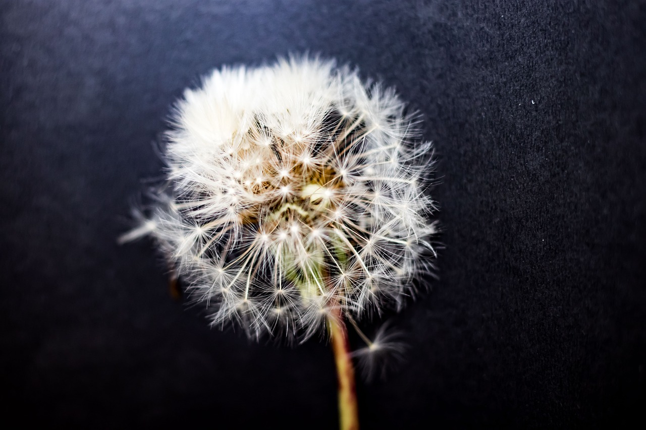 Image - gluvarce weed fairys