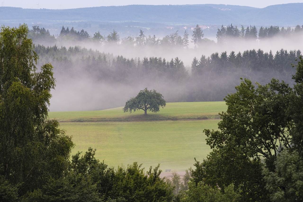 Image - landscape forest fog trueb rain