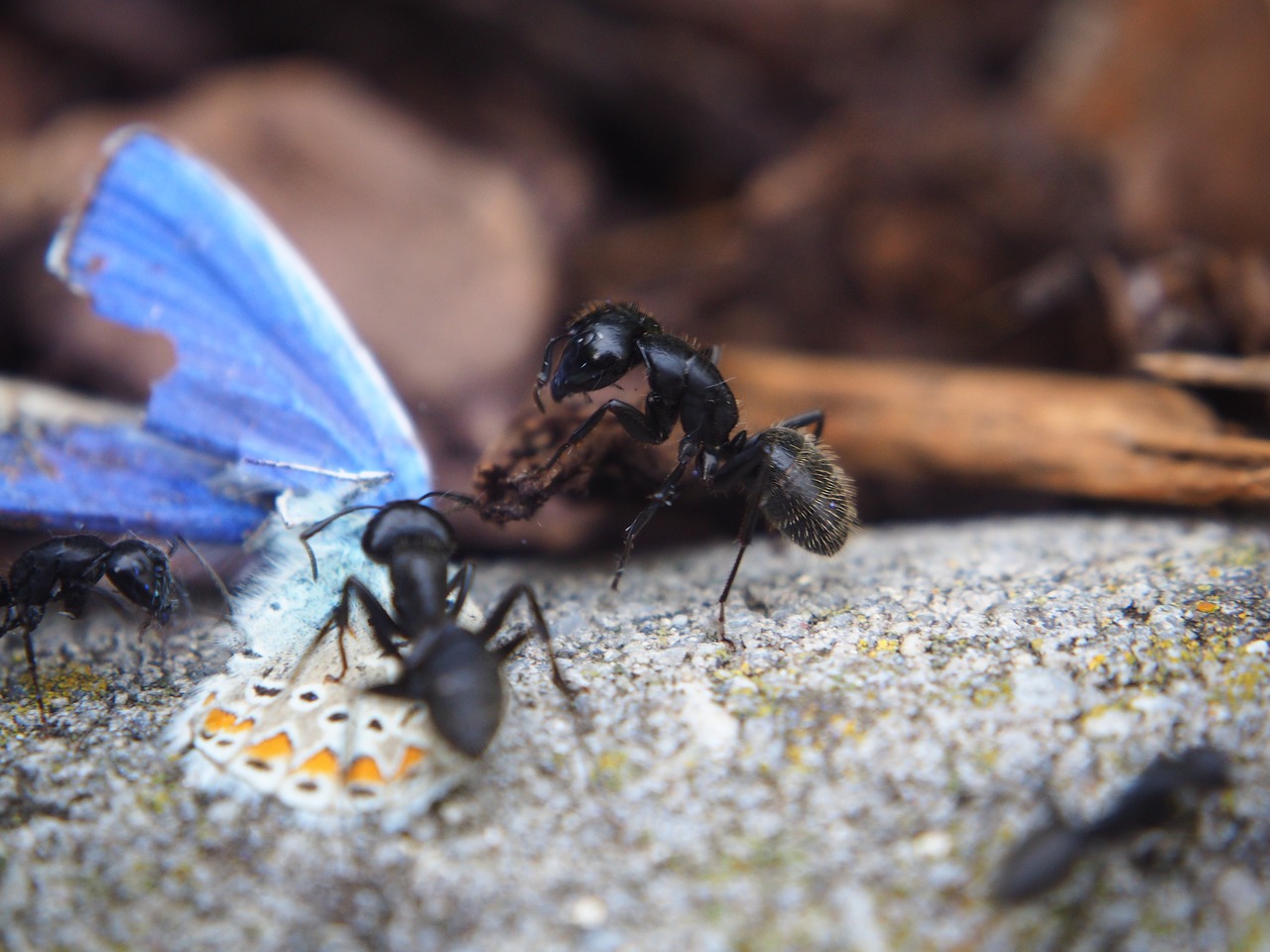 Image - ant ants butterfly eat insect