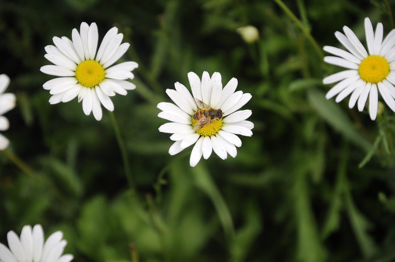 Image - non chau chrysanthemum