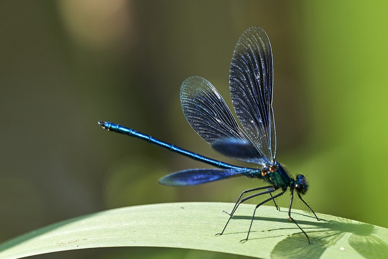 Image - dragonfly blue wetlands close