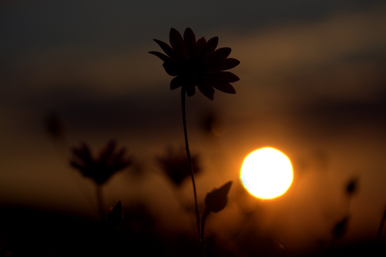 Image - flower shadows sunset sun sky