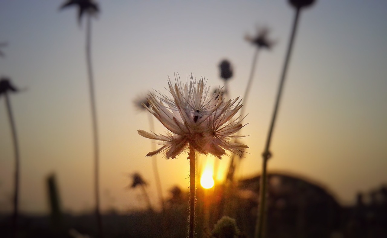 Image - flower sunrise nature spring