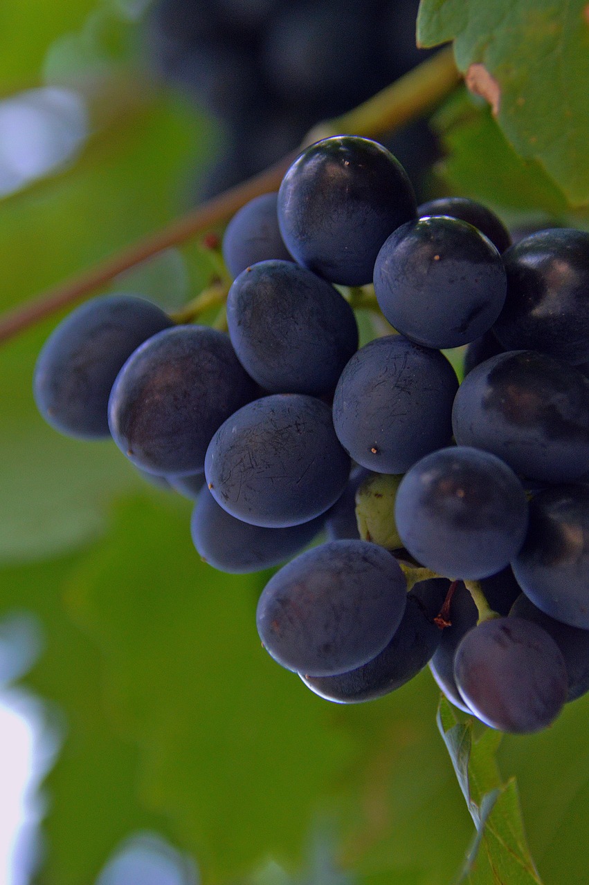 Image - grape red grapes fruit nature blue