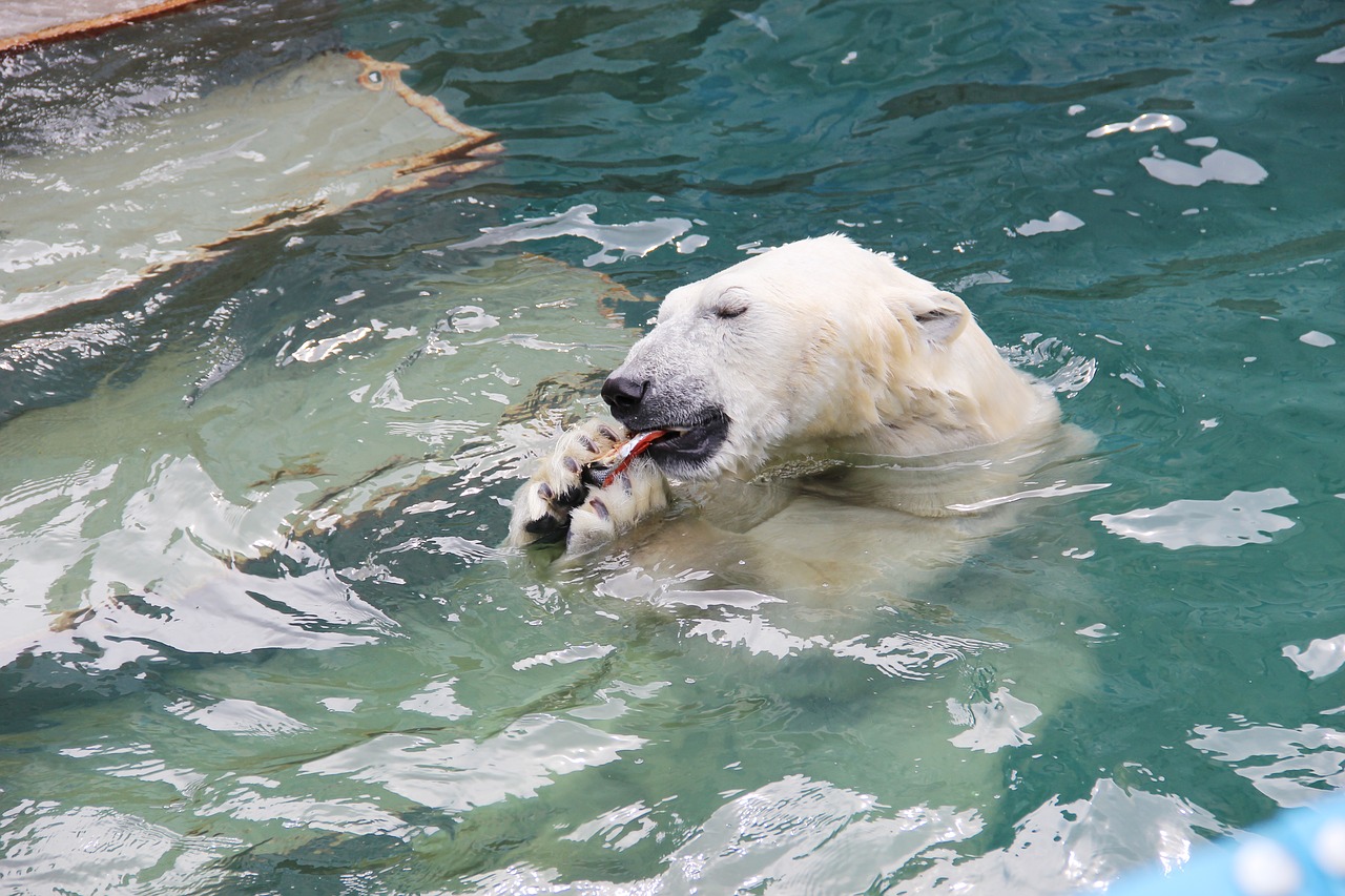 Image - bear lunch predator zoo wildlife