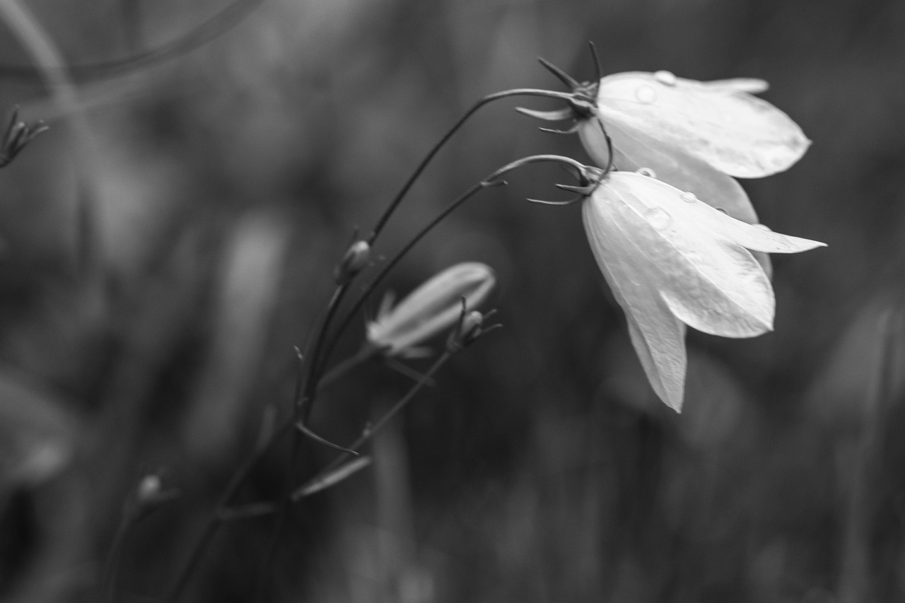 Image - bluebell flowers summer flower