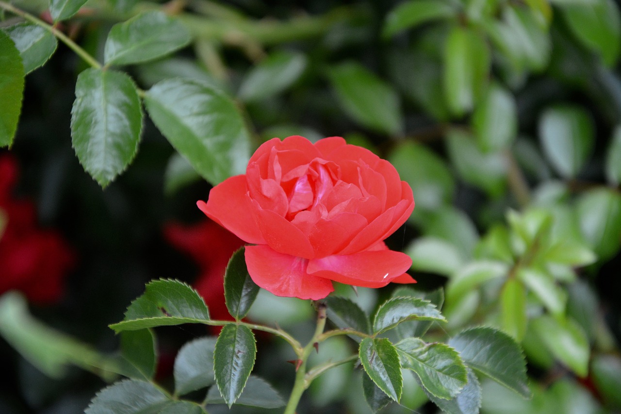 Image - red rose thorn red petals nature