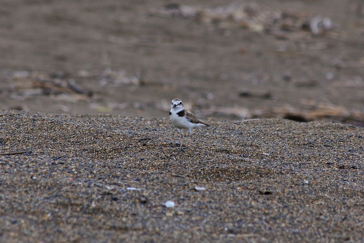 Image - animal sea beach little bird